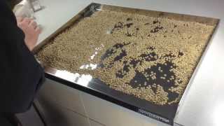 How To Sort Lentils Dried Beans or Other Legumes [upl. by Tevlev618]