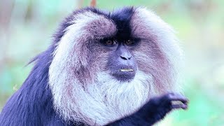 Lion Tailed Macaque  The Lion Monkey [upl. by Kannav71]