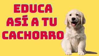 👉 7 Consejos para educar a tu cachorro🐶 [upl. by Marshal818]