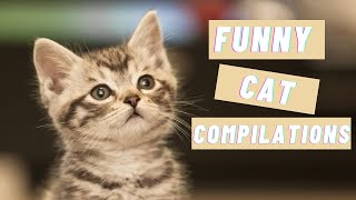 HILARIOUS CATS COMPILATION [upl. by Attekal]