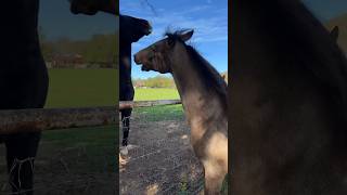 Horse Play Fighting horse horses animals [upl. by Penman454]