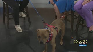 Fido Freedom Days Red white and spokespup Hooch  Good Day on WTOL 11 [upl. by Rusel315]