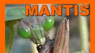 🐝 Praying Mantis Devouring Her Mate  Real Japan Monsters 彼女の仲間を食べカマキリ  日本のモンスター [upl. by Rodablas999]