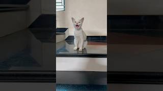 smart cat cats cat catvideos shorts [upl. by Housen302]