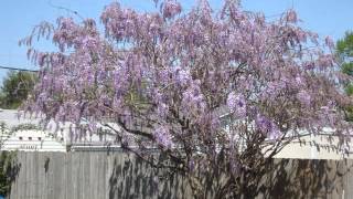 Wisteria TimeLapse [upl. by Ydnagrub]