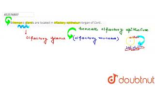 Bowman\s glands are located in olfactory epitheliumorgan of Corti  CLASS 11  NEURAL CONTROL [upl. by Allana]