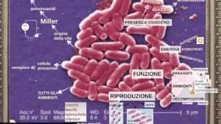 classificazione degli esseri viventi parte 1 microbiologia [upl. by Bergess824]