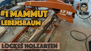 Lockes Holzarten 1 Mammut Lebensbaum Holzkunst Scholz Offiziell  Holzkunst Scholz [upl. by Rotkiv]