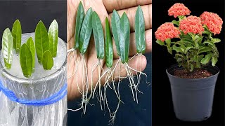 Easy way to propagate Ixora Plant from leaves by waterHow to Grow and Care Ixora Plant [upl. by Laurentium]