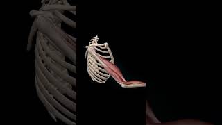 Elbow flexionElbow anatomyshoulderflexibility shortvideo trending viralvideo 3danimation [upl. by Cypro]