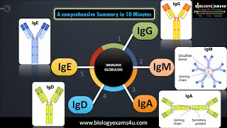 5 classes of Immunoglobulins Structure and their functions [upl. by Estis249]