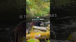 A Tour of Ketchikan Alaska alaskacruise alaska travelvlog bears wildlife [upl. by Seaden160]