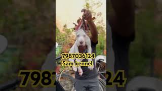 Harlequin great dane puppies available for sale in indore  vadodara  mumbai [upl. by Ketti]