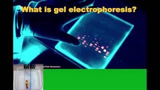 Biotechnology Intro and Gel Electrophoresis IB Biology [upl. by Novets]