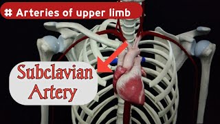 Subclavian Artery Anatomy  Origin and Branches  Upper limb Arteries  Doctor Speedy [upl. by Pincas]