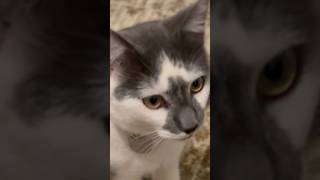 Scaredy Cats 🐈‍⬛ sahm cleanwithme cleaning cats voiceover [upl. by Nairahcaz]