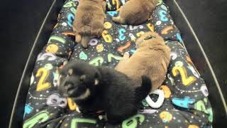 Shiba Inu Puppy Cam  KTeam  Day 23  AM [upl. by Rosalia]