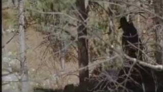 Dances With Wolves Final Scene and Credits2flv [upl. by Edras]