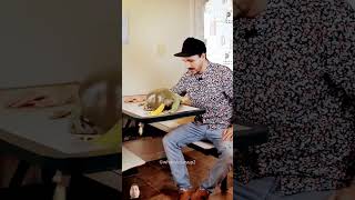 This Frog Big Celebrity reptiles pets shorts shortsfeed [upl. by Yenitsed686]