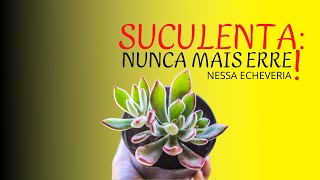 🔴SUCULENTA COLORIDA NA COLEÇÃO COMO CUIDAR DA SUCULENTA ECHEVERIA PULVINATA RUBY👈 [upl. by Bowler253]