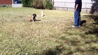 Boerboel Puppy Training [upl. by Chao]