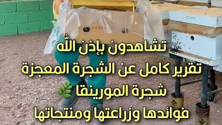 شجرة المورينقا  اولفيرا  رابط المتجر httpssallasayusurfood [upl. by Morette]