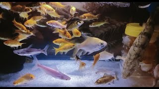 Quick Water Change Aquarium Endlicheri Albino Oscar Tinfoil Barb Albino Giant Gourami [upl. by Ellison]