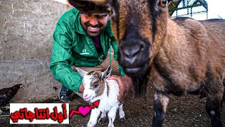 لون جديد من الماعز القزم في المزرعة🐐 استحمام الكلب بيمبو🐕 [upl. by Angele]