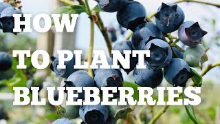 Blueberry Planting  How to plant blueberry bushes [upl. by Dayna253]