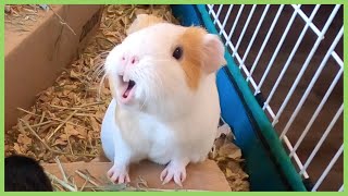 Best guinea pig noises of 2019 WARNING LOUD [upl. by Aiekal]