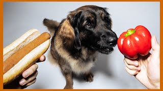 Vegane Ernährung für Hunde das sagt die Wissenschaft [upl. by Malha927]