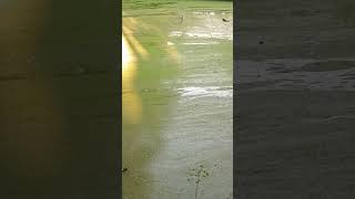 pond algae viralvideo nature [upl. by Drawets]