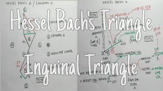 Hesselbachs Triangle and Inguinal Hernia  Only One Page  The Charsi of Medical Literature [upl. by Ramas]