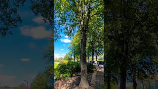 Wind bells 1 🌬️🍃 summer relaxing park nature [upl. by Adivad874]