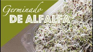 Cómo hacer germinado de alfalfa en casa [upl. by Tess468]