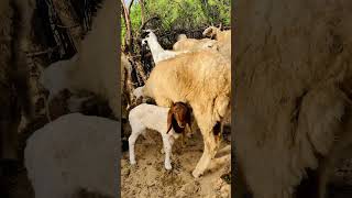 Sheep feeding time in the morning  وقت تغذية الأغنام في الصباح shorts youtubeshorts sheeps [upl. by Eentihw824]