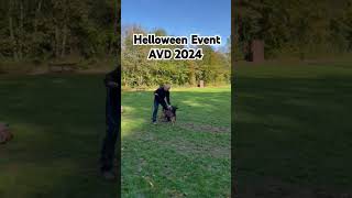 Training k9 malinois dogaction hund k9 puppy [upl. by Older]