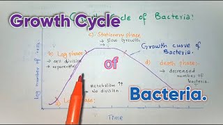 Growth Cycle Of Bacteria With Growth Phases Bacterial Growth Curve Easy Explained [upl. by Yclehc]