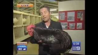 Big Black Chicken Scares Australian Reporter [upl. by Gyimah627]