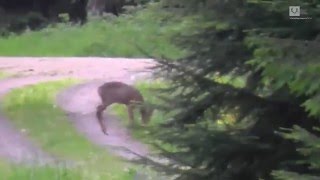 Bockjagd in Thüringen  Roebuck stalking in Thuringia [upl. by Brittan]