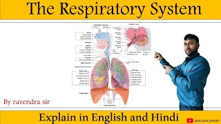 respiratory system anatomy amp physiology in HindiOrgan structure functions disorder of respiration [upl. by Aihsitan]