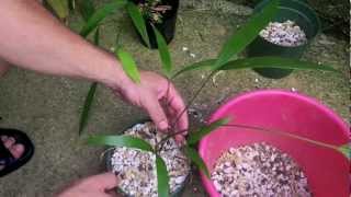 How to Repot a Cycad [upl. by Quinby]