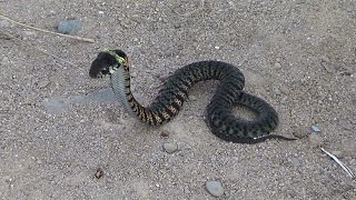 Тигровый уж Russia the Far East snakes  Rhabdophis tigrinusLatin [upl. by Okier786]