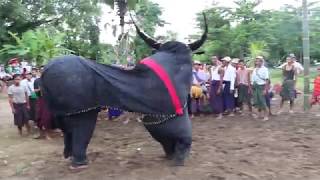 မြန်မာ့ရိုးရာ ကျွဲအက  Myanmar Traditional Buffalo Dance [upl. by Ezarras728]