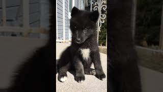 Rare Wolf Dog Puppies [upl. by Prentiss]