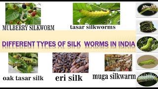 types of silk with their life cycle story and stages mulberry tasar oak eri ampmuga silk [upl. by Enalda]