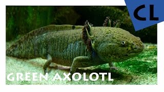 HD Axolotl  Ambystoma mexicanum  YOUAQUA CLASSIC [upl. by Annaerdna533]