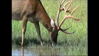 Barasingha with massive head of antlers drinking in Kanha swampland [upl. by Latsyk]