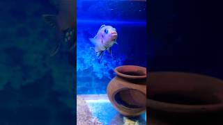 Blue Cichlid Fish trendingshorts cichildfish music song intro [upl. by Ilyak505]