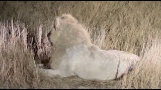 Casper The White Lion Brothers and Lioness [upl. by Wilcox498]